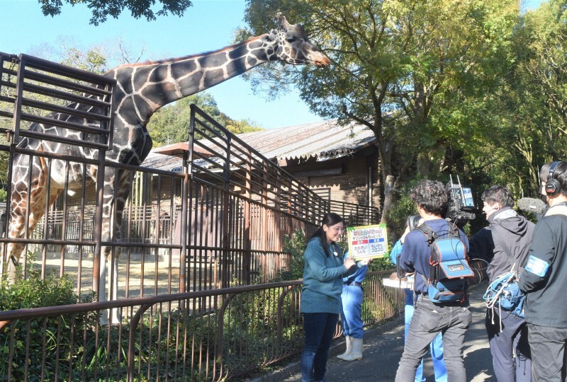 オンラインで入院中の子どもたちに愛媛県立とべ動物園のキリンを紹介する飼育員ら＝同動物園で2024年11月25日午後2時13分、広瀬晃子撮影