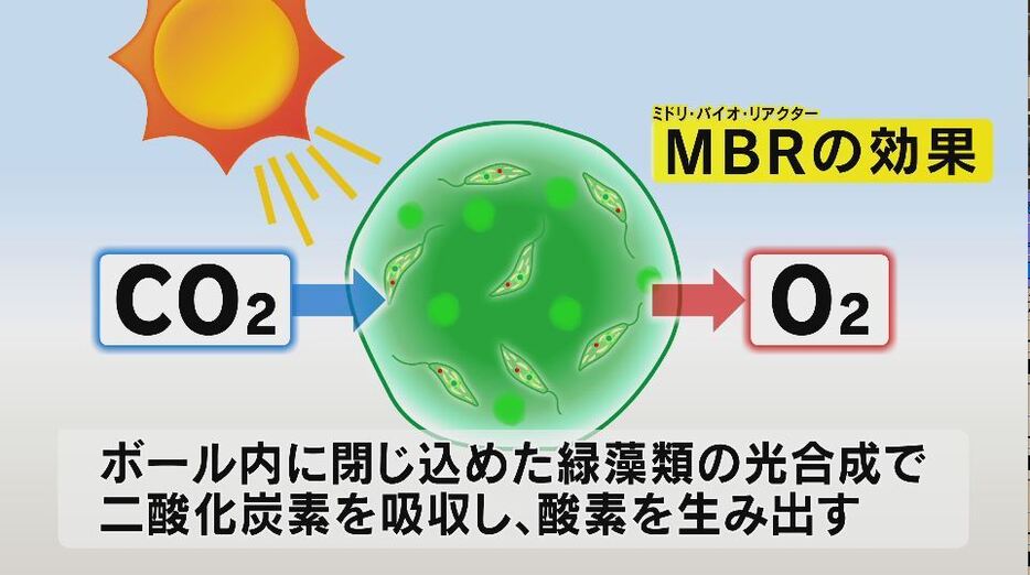 緑藻類の光合成で酸素を生み出す