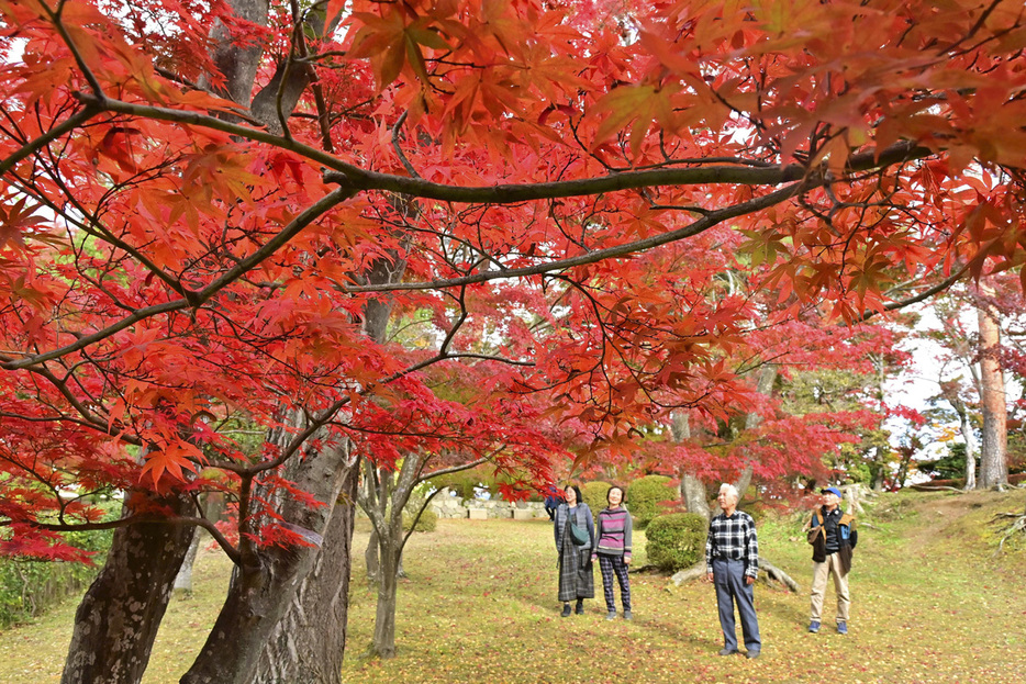 園内を色鮮やかに彩る紅葉＝18日、桑折町・陣屋の杜公園