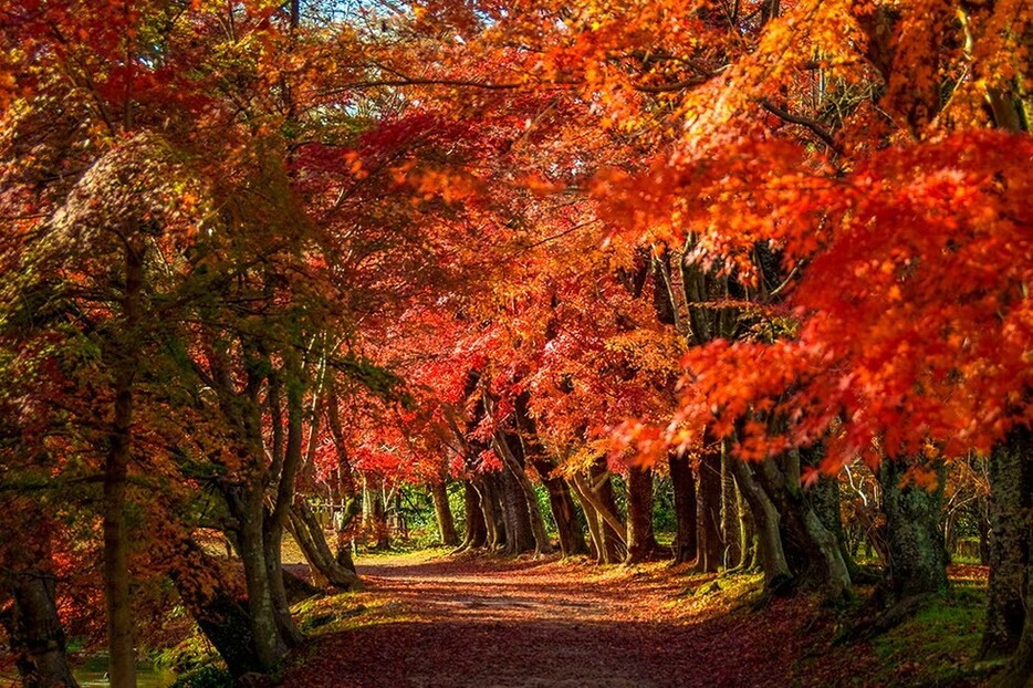 画像提供＝旧嵯峨御所　大本山大覚寺