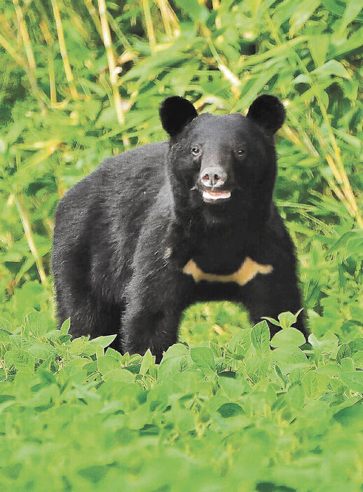 今年夏に秋田県鹿角市で撮影されたクマ（日本ツキノワグマ研究所提供）