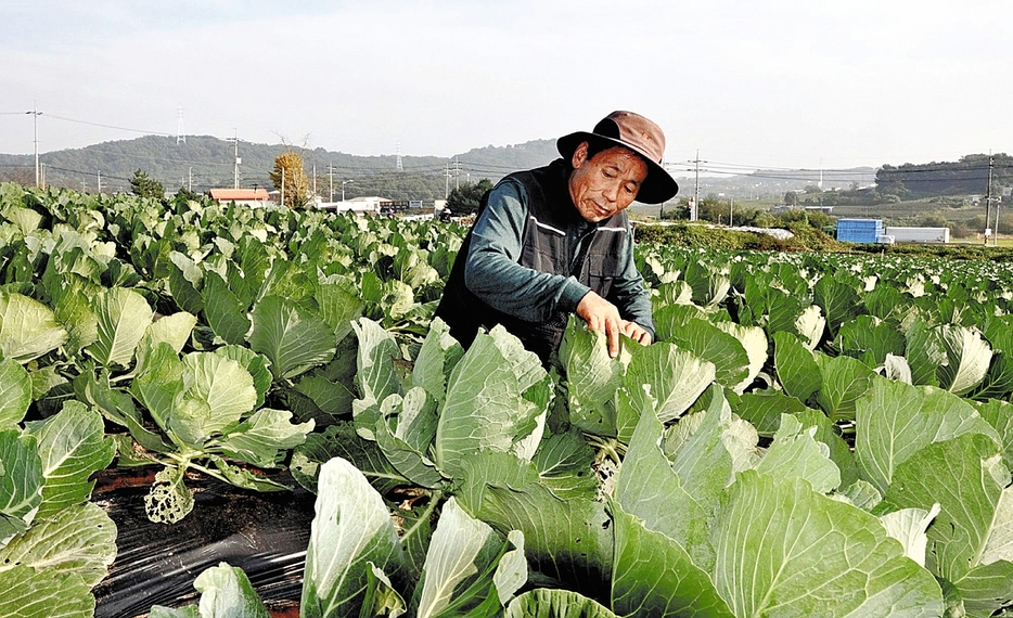 キャベツの生育状況を確認する尹さん。給食に野菜を提供している（10月16日、韓国・京畿道華城市で）＝今泉遼撮影