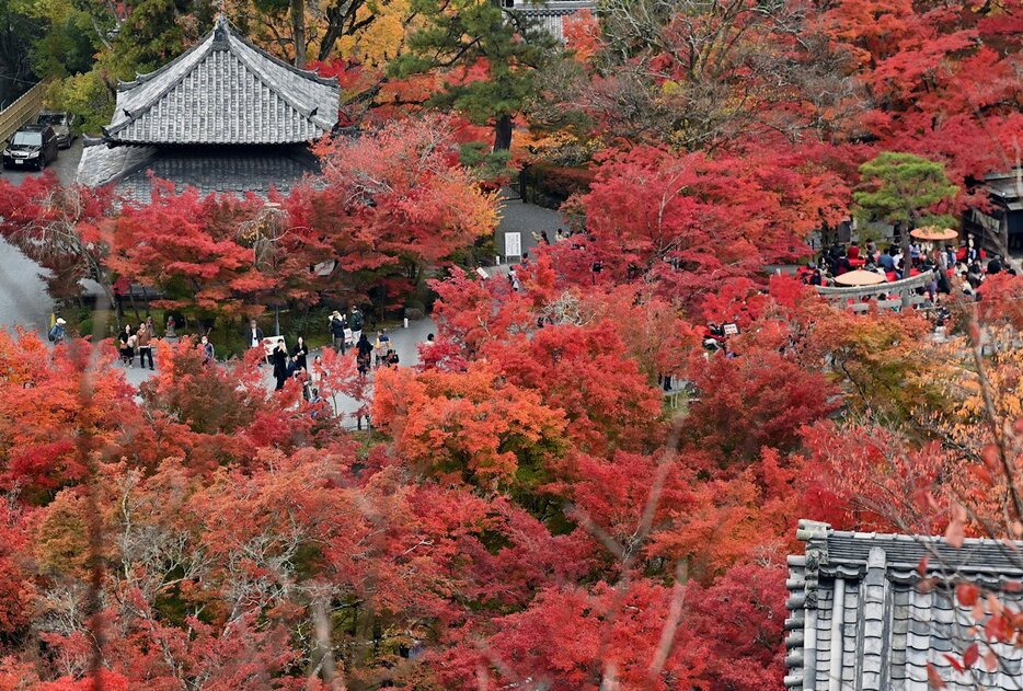 【資料写真】京都の紅葉