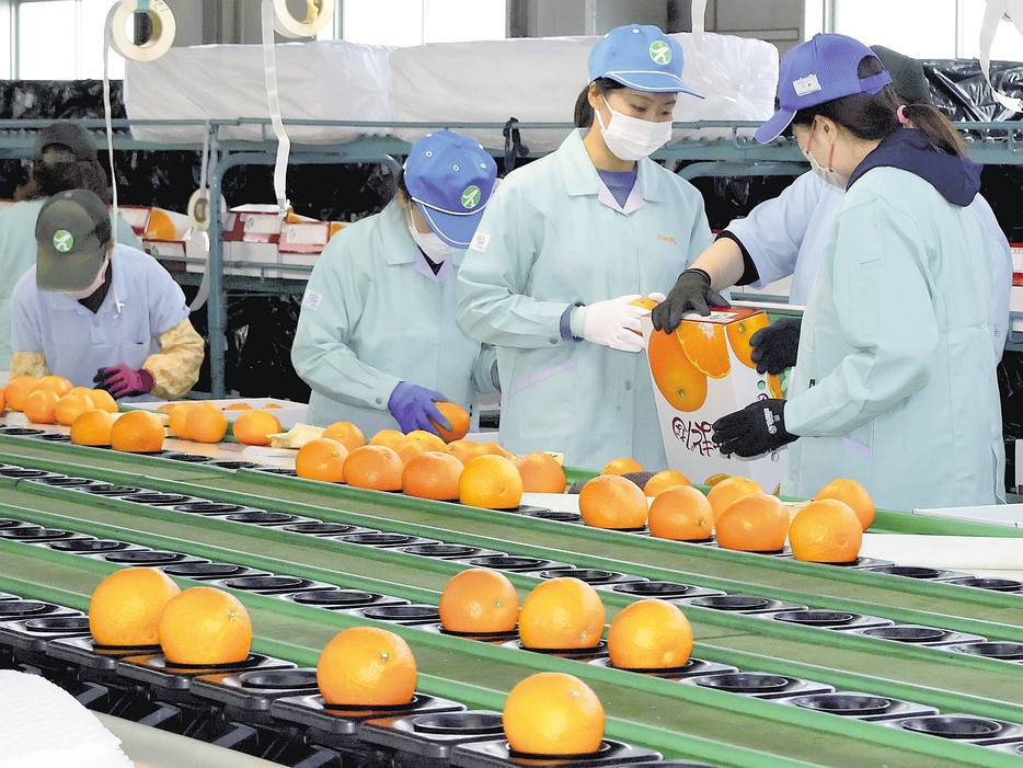 初出荷に向けて選果作業が始まった紅まどんな（松山市で）