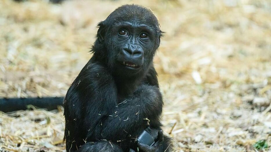 カナダの動物園で、誤って作動した油圧式のドアに頭を打って２歳のゴリラが死ぬ事故があった