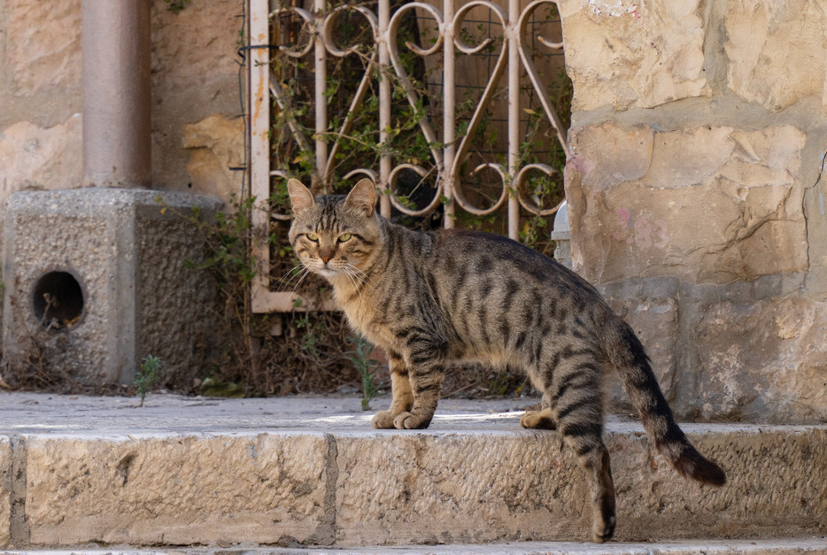 エルサレム旧市街の野良猫。Photo: Getty Images