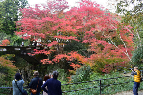 【見頃を迎えた紅葉と石の忍田橋＝津市芸濃町で】