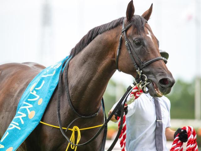 GI初制覇を目指すハギノアレグリアス(今年9月撮影、ユーザー提供：起きたろさん)