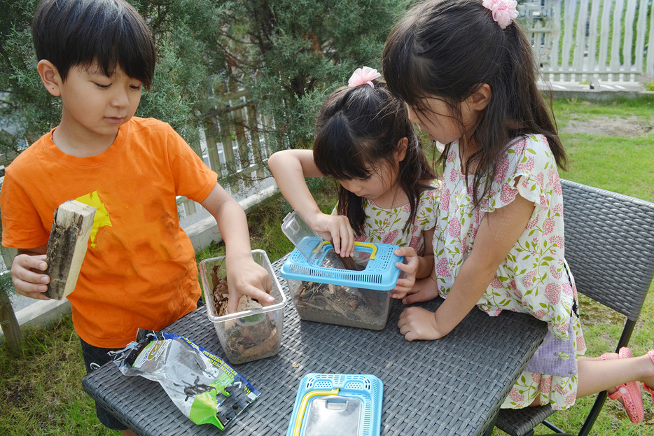 昆虫採集で捕まえた虫を虫かごに入れる子どもたち