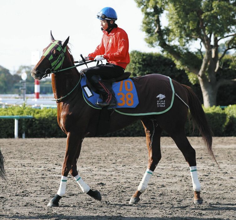 西村太騎手を背に馬場へ向かうショウナンライシン