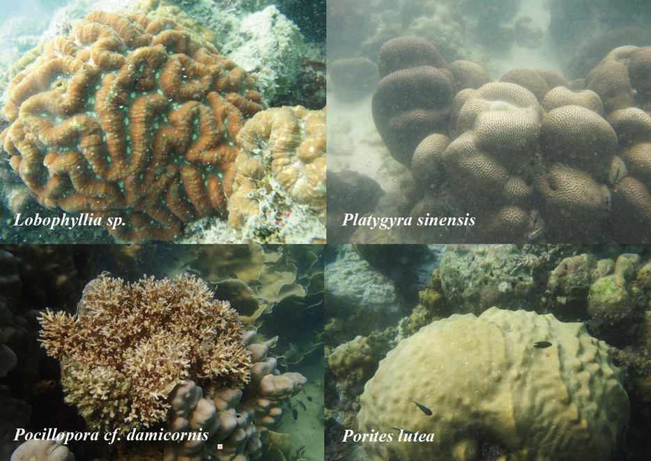 研究チームが調査した4種類のサンゴ（研究チーム提供）