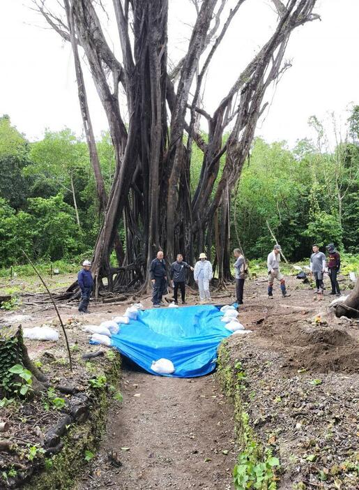 ペリリュー島で見つかった集団埋葬地。中央にガジュマルの大木があり、今後抜根するという=9月、パラオ(水戸二連隊ペリリュー島慰霊会の市原直理事提供)