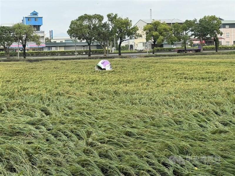 台風で被害を受けた収穫前の稲＝中部・雲林県（資料写真）