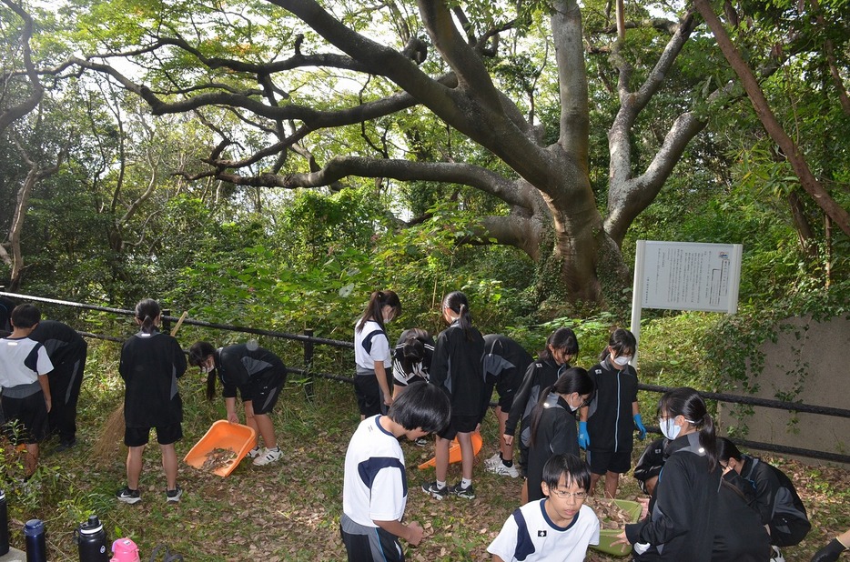 落ち葉を集める生徒たち（大浜神社で）