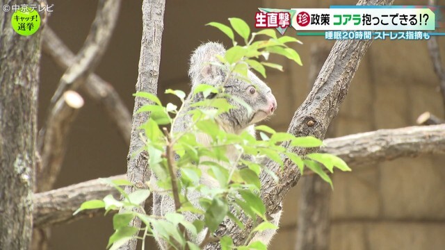 中京テレビNEWS