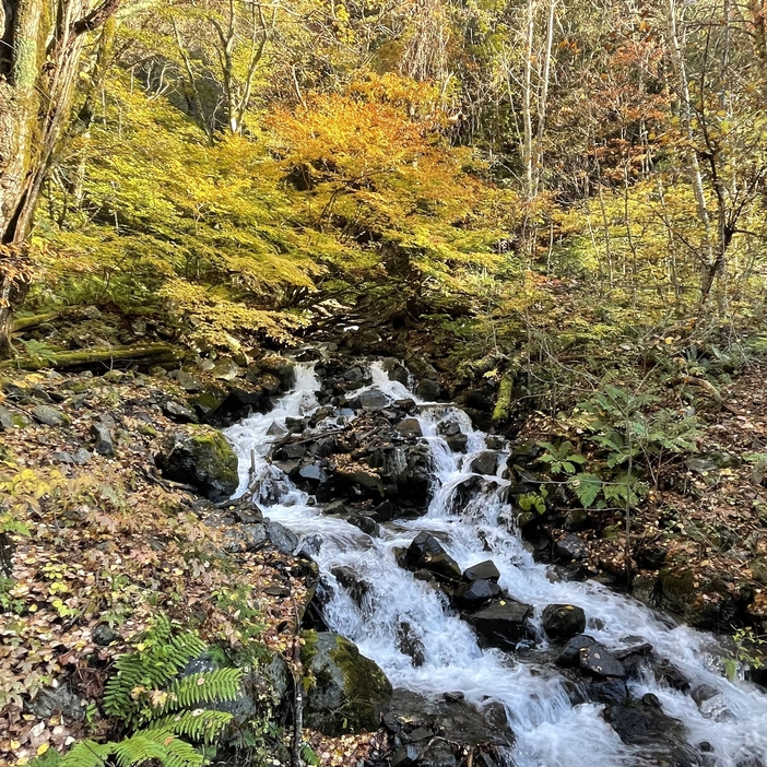 紅葉の渓谷