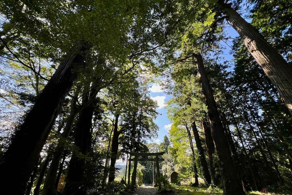 長い年月、茂木城主が鬼門の守りとして大切にしてきた「荒橿神社（あらかしじんじゃ）」には、推定樹齢800年を超える樹木も健在