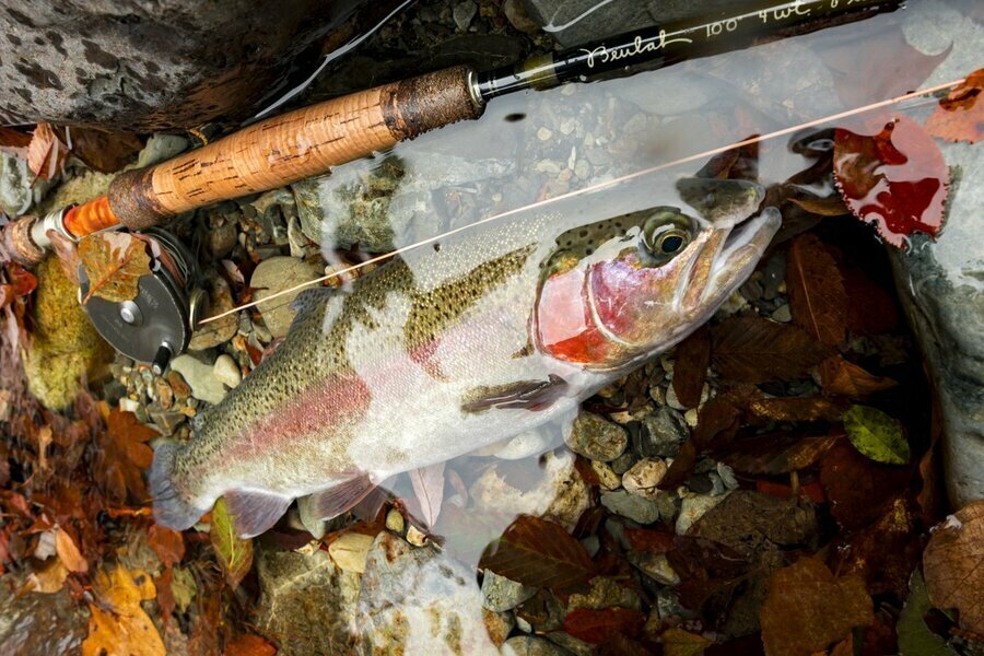 勢いよく流れ落ちる流心の脇、反転流の泡の下から飛び出したのはレッドバンドが印象的なニジマス