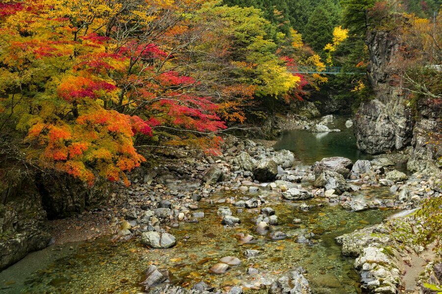 発色のいい紅葉が印象的な“みたらい渓谷”。流れをまたぐ高度感ある橋もいくつかあり、人気の紅葉狩り、観光スポットです