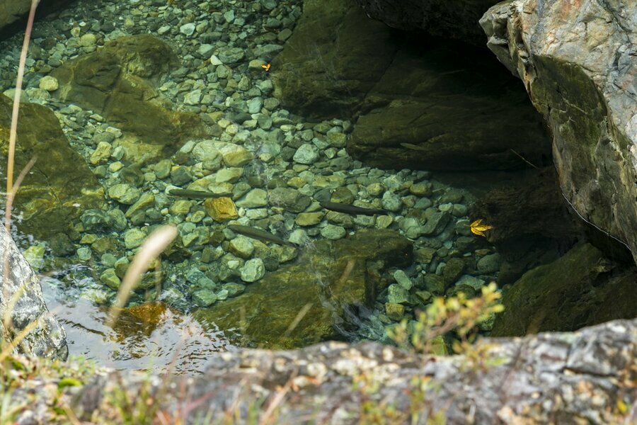 川から一段高い車道から見下ろすと、大きな魚影をいくつも見つけられました