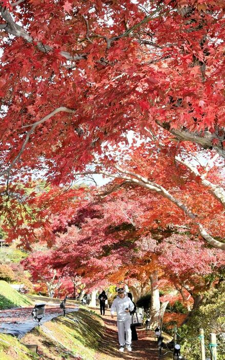 園内を赤や黄色に染めた紅葉＝１８日午前