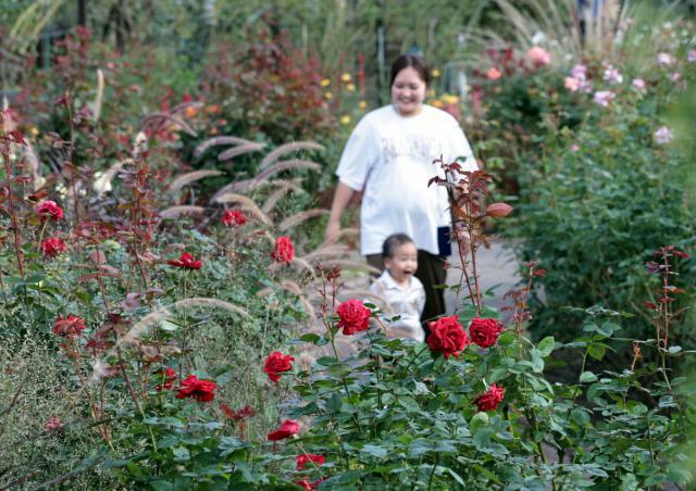 秋の草花とバラが楽しめる「秋のバラまつり」＝４日午後、宮崎市・こどものくに