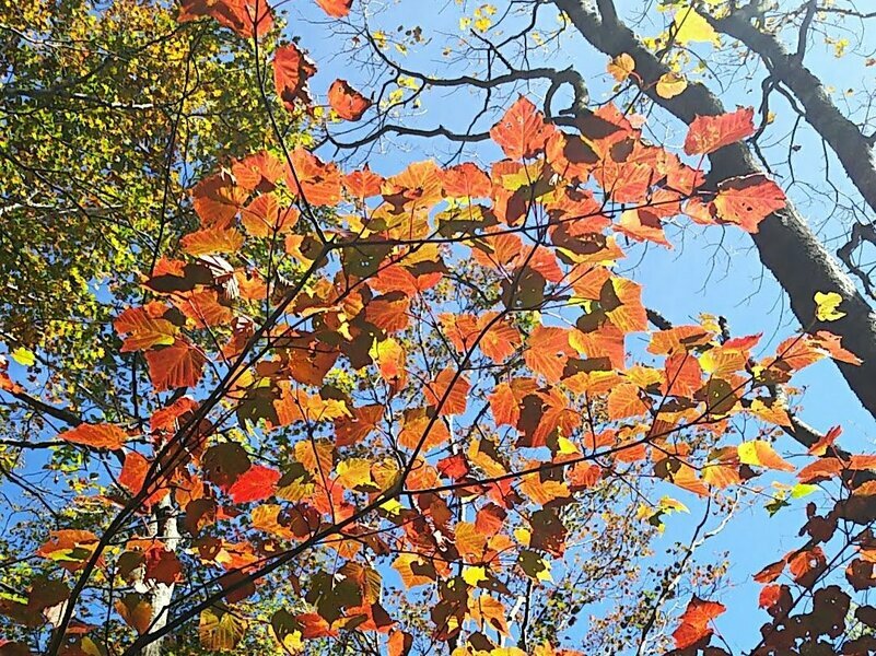 登山道を鮮やかに彩る紅葉した葉。青空によく映えて、つい足を止めてしまう