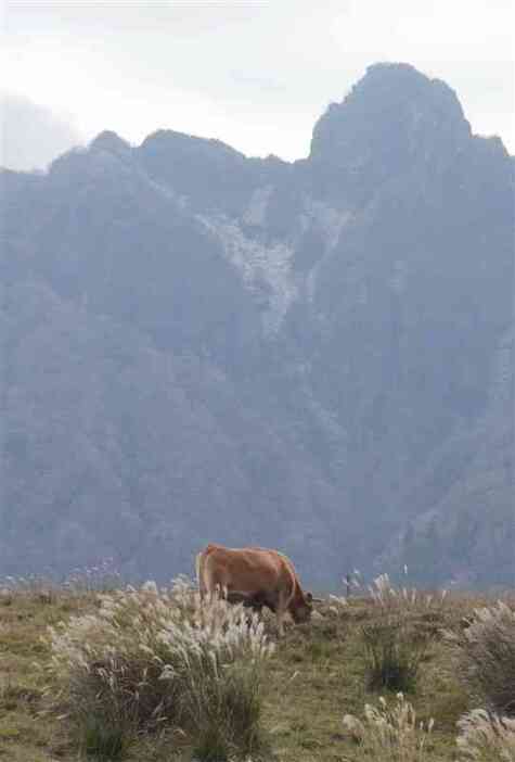 冠雪した根子岳を背に放牧されたあか牛が草をはんでいた＝28日、阿蘇市