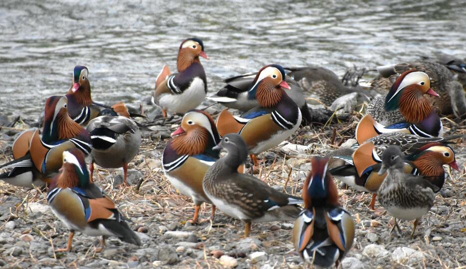 鳥取県日野町の日野川に飛来したオシドリ＝10月31日