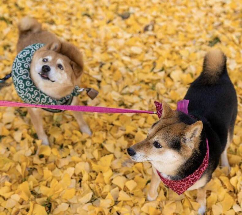 先住犬のくろずちゃん（右）と散歩するたけちよくん【写真提供：柴犬たけちよ（@takechiyo_shiba）さん】