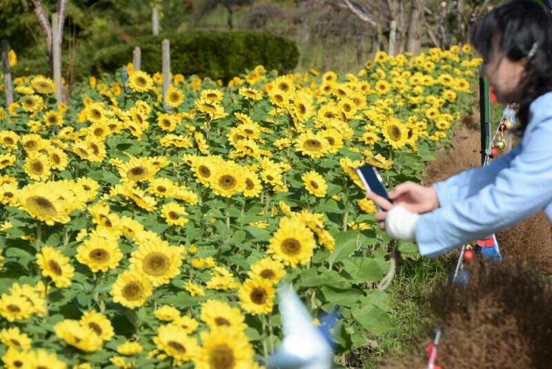 太陽に向かって花を咲かせる冬のヒマワリ＝神奈川県座間市緑ケ丘4のかにが沢公園で2024年11月19日午前11時26分、柿崎誠撮影