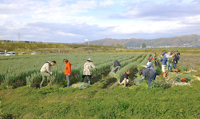 17日のネギ収穫体験会。24日も同所で開催する＝南陽市漆山