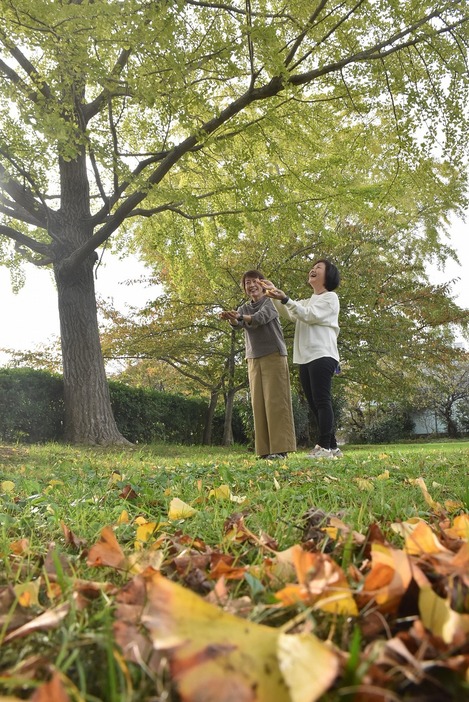 イチョウを眺める女性（鵜の島街区公園で）