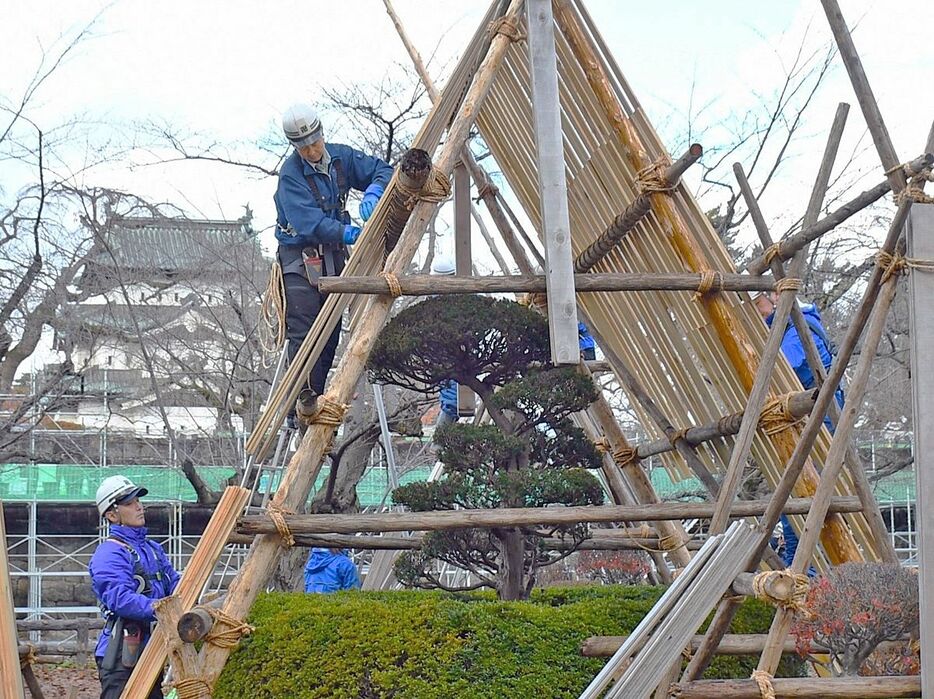 ツツジやシャクナゲの雪囲いを設置する市公園緑地課の職員ら＝25日午前9時25分ごろ、弘前公園