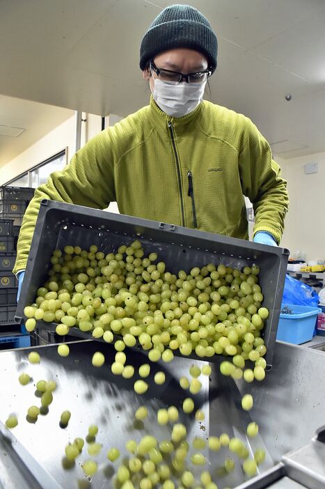 シャインマスカットを専用の機械に入れる従業員＝15日午後、大鰐町のサンマモルワイナリー第2工場