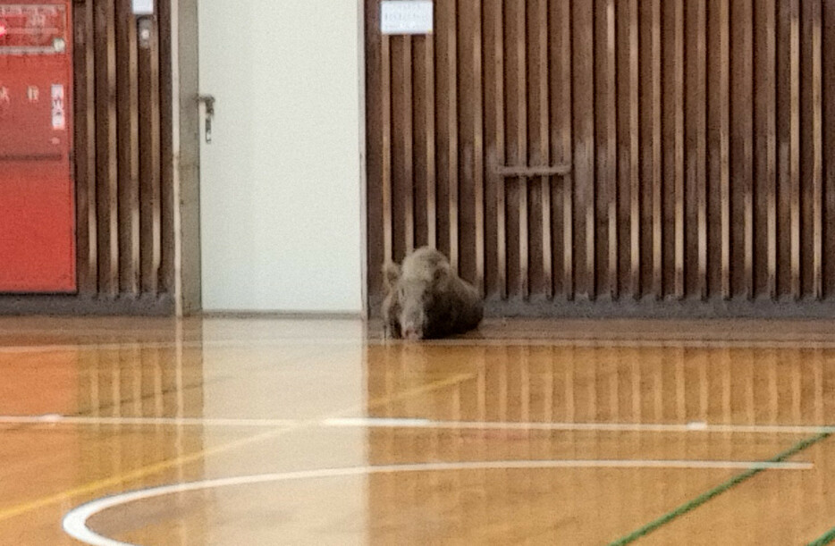 中学校の体育館に逃げ込んだイノシシ。その後、捕獲された＝福岡県久留米市で2024年10月31日、市提供