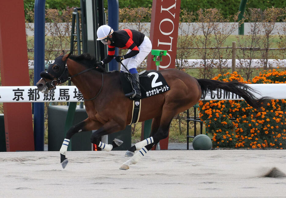 京都11R、直線鋭く伸びてカノープスSを制したホウオウルーレット（撮影・白石智彦）