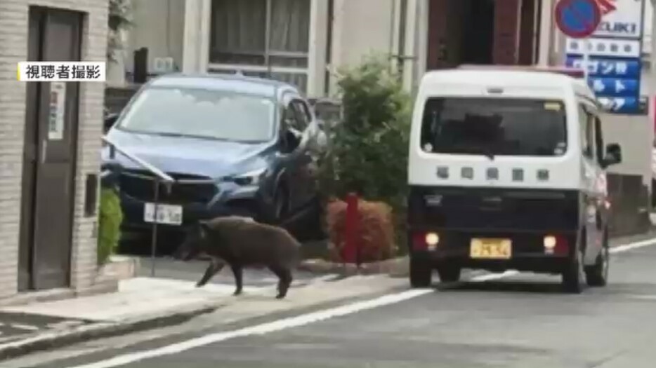 福岡市東区に出没したイノシシ（視聴者撮影）