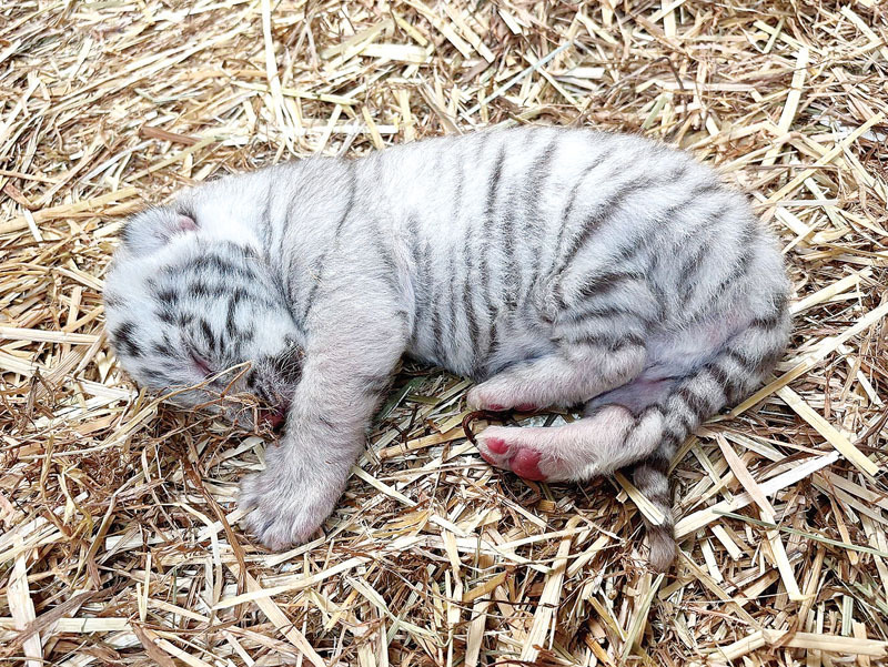 7日に生まれたホワイトタイガーの赤ちゃん＝8日、東武動物公園（提供）