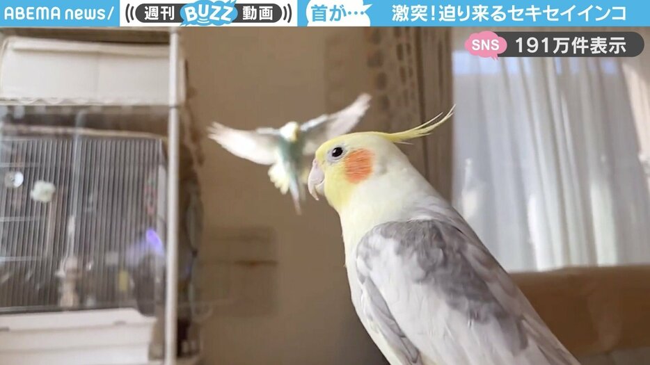 セキセイインコのうみ丸くん、オカメインコのポポくん