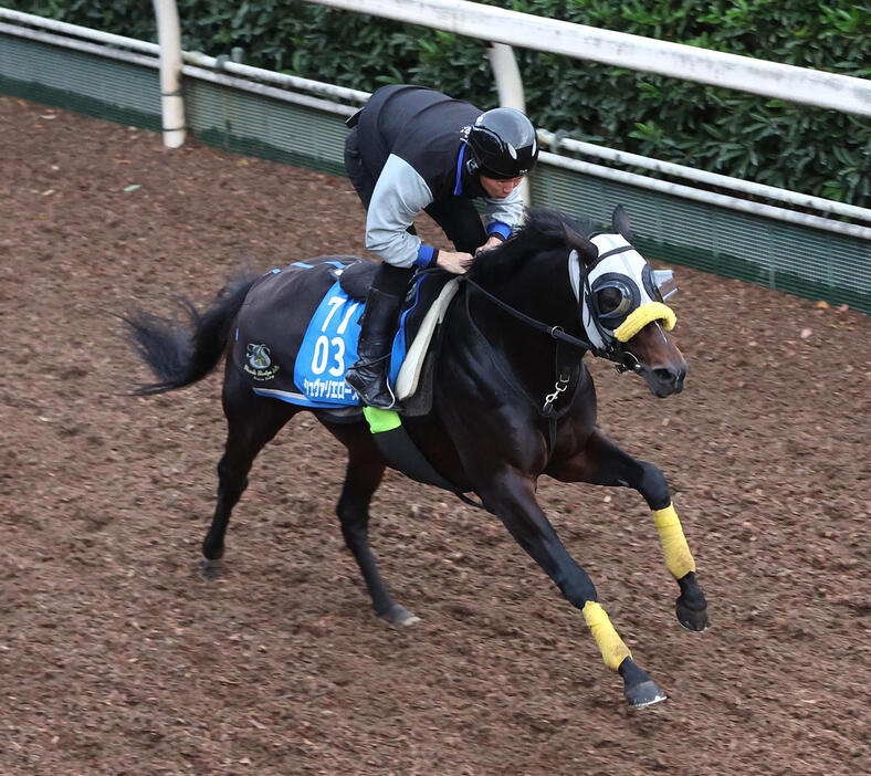 坂路を単走で追い切るシュヴァリエローズ（撮影・白石智彦）