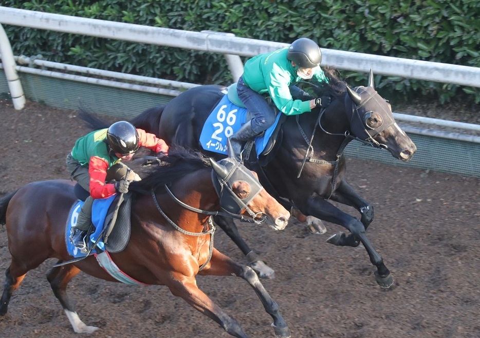 メンバー唯一の3歳馬イーグルノワール(奥)に一発の期待を