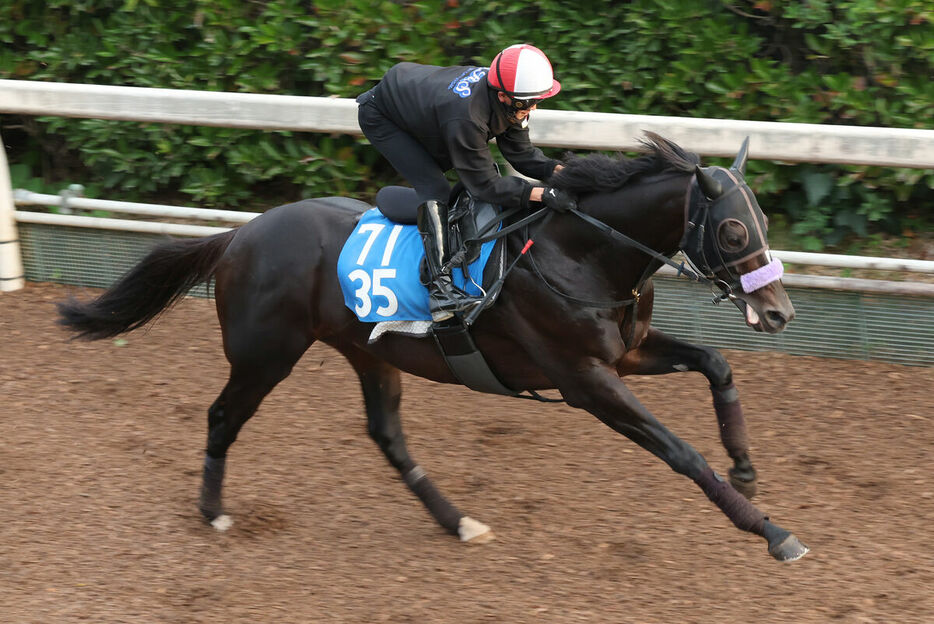 馬トク激走馬に算出されたショウナンバシット