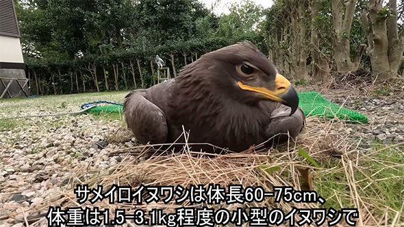 お迎えしたばかりのサメイロイヌワシ