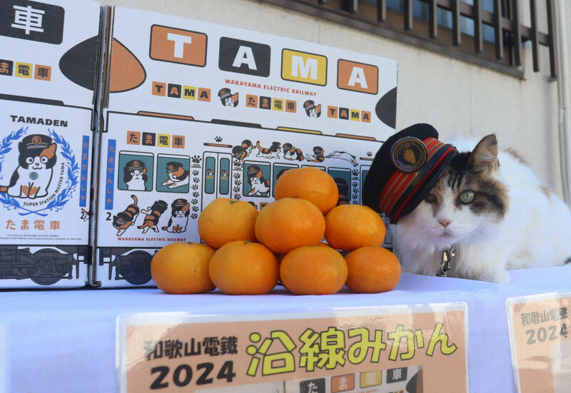 沿線で収穫されたミカンの販売開始をPRする貴志駅の猫駅長「ニタマ」＝和歌山市の伊太祈曽駅で2024年11月13日午前11時26分、大塚愛恵撮影