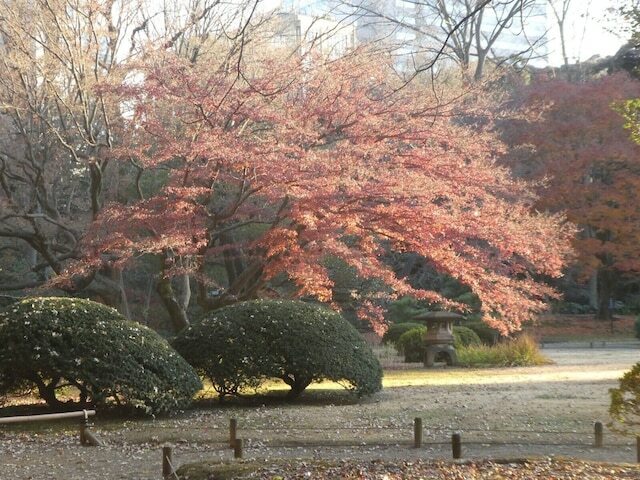 秋が深まり、日本各地から紅葉の便りが聞こえてくると、「近場で構わないから、どこかで紅葉を見たい」と思う人もいるのでは。今回は東京・山手線内を起点として、ふらりと出掛けることができるおすすめの紅葉の名所をご紹介します。