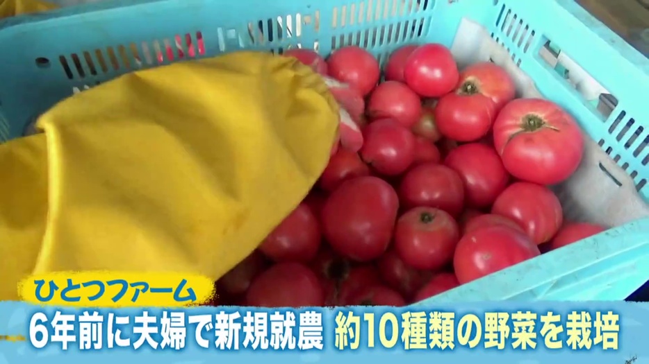 約10種類の野菜を栽培