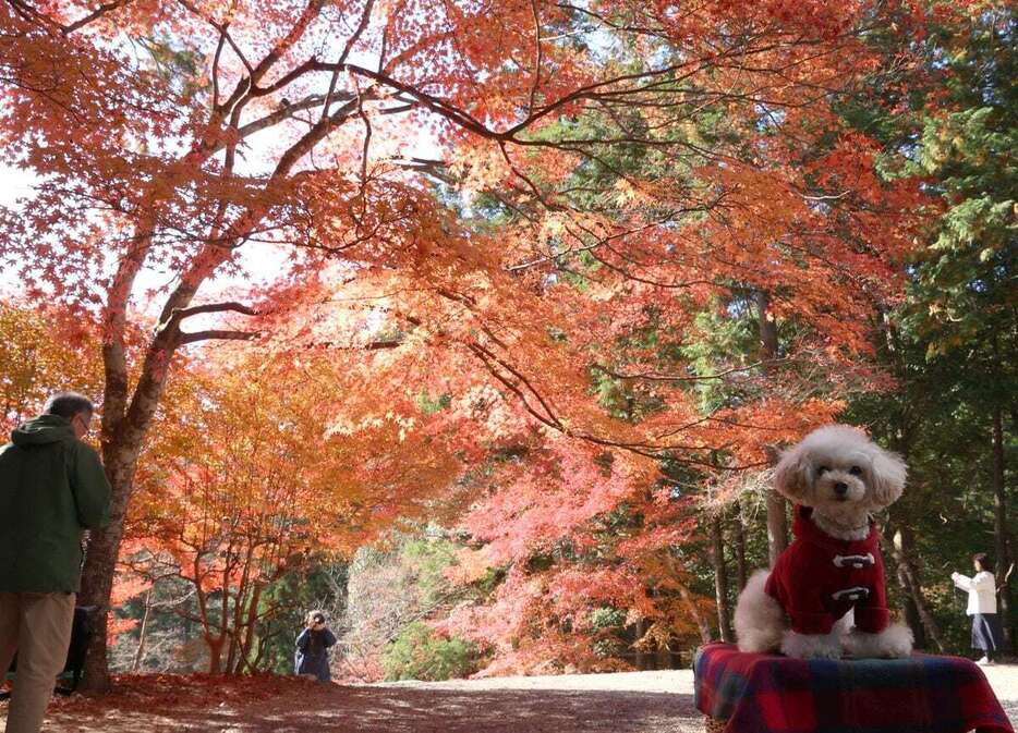 紅葉したモミジが並ぶ神護寺。イヌも紅葉を楽しんでいるようだ＝29日、京都市右京区（渡辺大樹撮影）