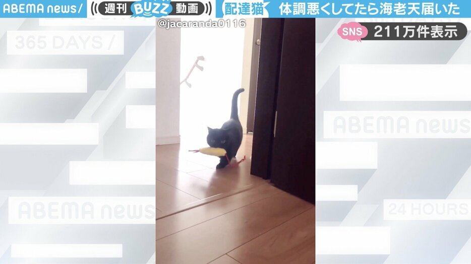 黒猫の「くろよ」くん