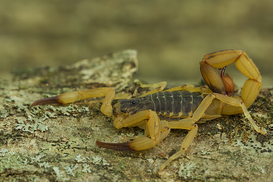 黄色サソリ（José Roberto Peruca from Araçatuba/SP, Brasil, via Wikimedia Commons）